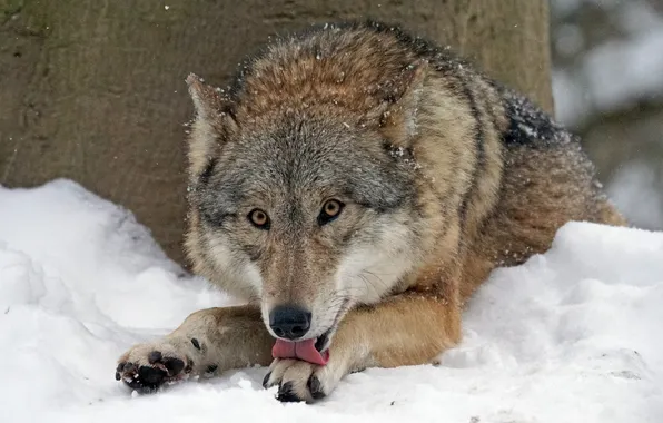 Nature, snow, predator, face, animal, wolf, wildlife, portrait