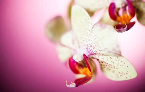 Macro, flowers, petals, Orchid