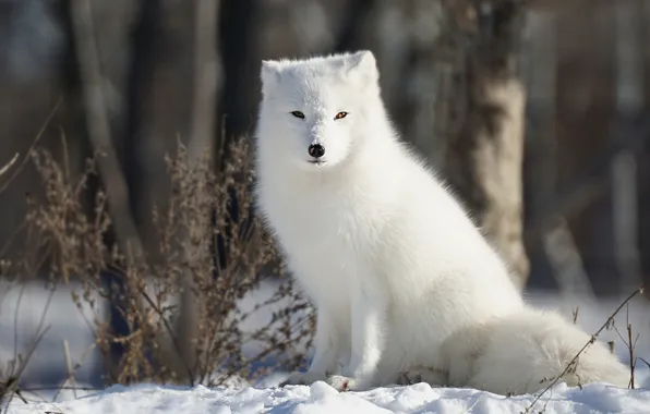 Winter, forest, snow, sitting, Fox