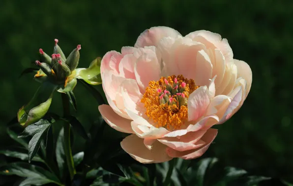 Macro, pink, peony
