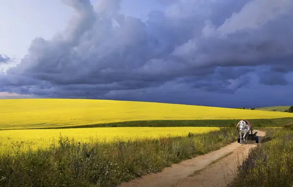 Road, field, the sky, clouds, clouds, horse, horse, cart