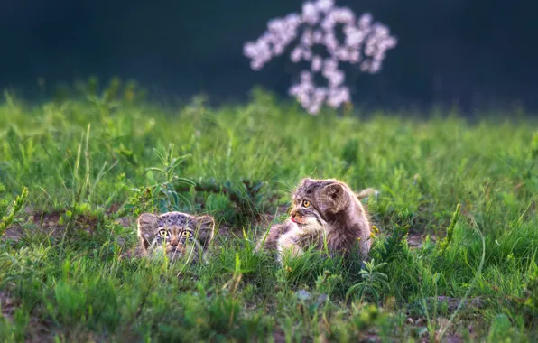 Language, grass, look, flowers, nature, glade, kittens, a couple