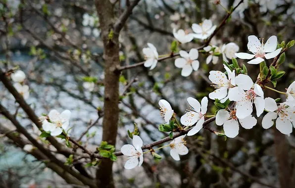 Nature, cherry, background, spring, nature, background, cherry, spring