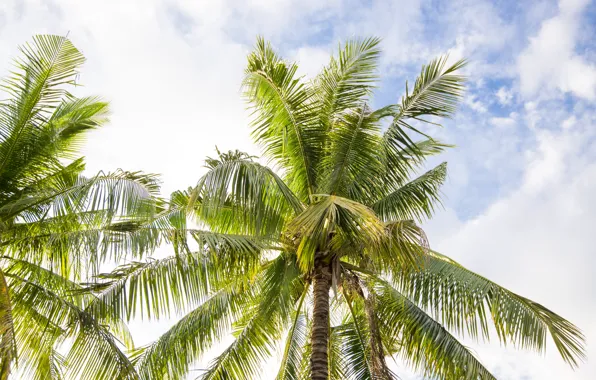 Beach, summer, the sky, palm trees, summer, beach, sky, beautiful