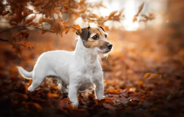 Autumn, look, face, leaves, light, branches, nature, pose