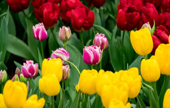 Greens, leaves, flowers, bright, spring, yellow, garden, tulips