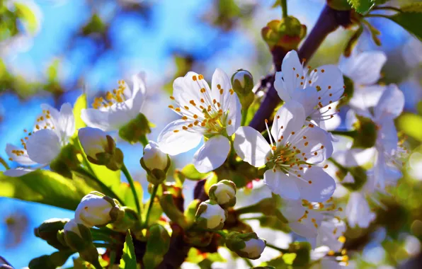 Wallpaper flower, branch, spring, Bud, flowering, cherry for mobile and ...