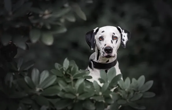 Look, leaves, branches, nature, pose, the dark background, portrait, dog