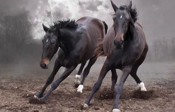 Animals, wild, wild horses