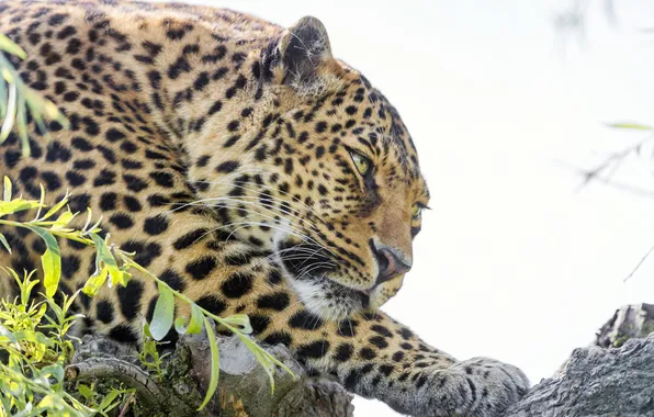 Cat, face, leopard, ©Tambako The Jaguar