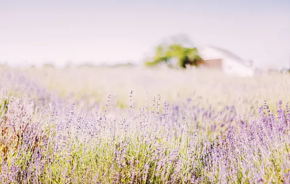 Field, flowers, nature