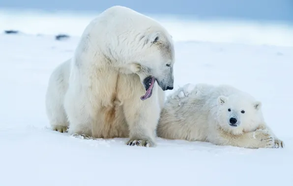 Winter, language, white, face, snow, nature, bear, pair