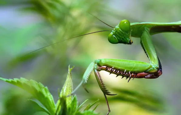 Picture look, macro, mantis