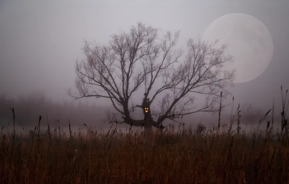 Picture field, night, fog, tree, branch, the moon, Bush, Halloween