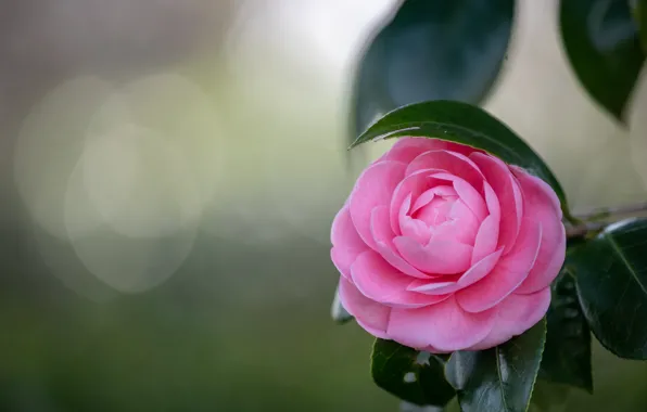 Leaves, flowers, branches, background, pink, bokeh, Camellia