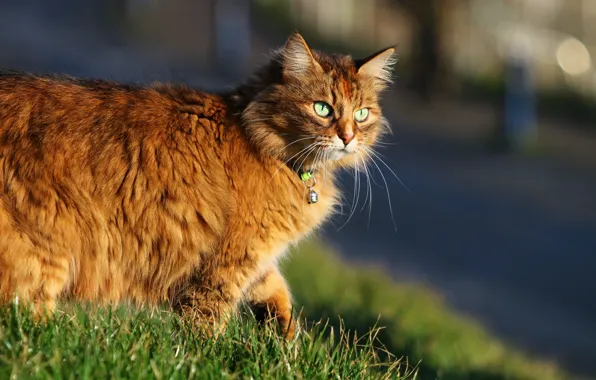 Cat, grass, wool