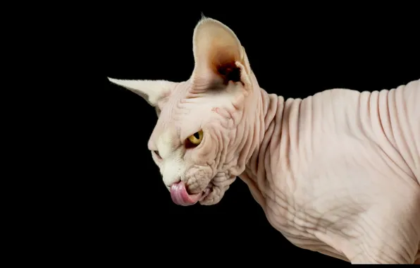 Language, cat, cat, look, face, portrait, evil, black background