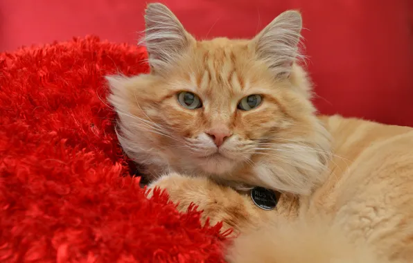 Cat, look, red, red background