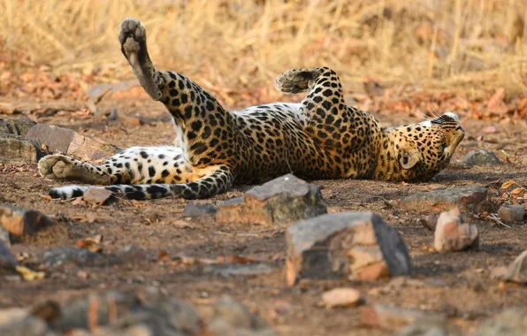 Look, nature, pose, stones, background, stay, relax, paws