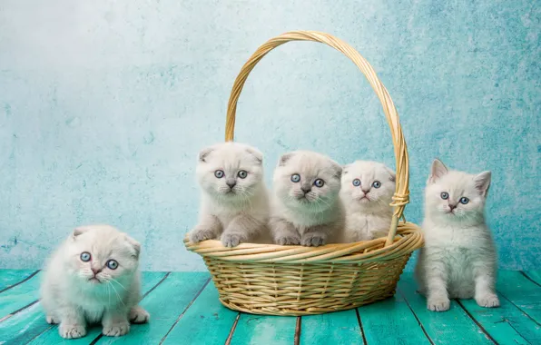 Background, basket, Board, kittens, kids, basket, Scottish fold, Scottish fold cat