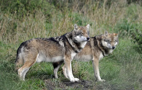 Nature, snow, predator, face, animal, wolf, wolves, wildlife