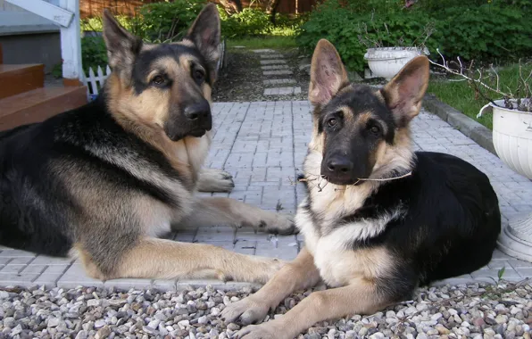 Picture branch, grey, a couple of dogs, Alsatian