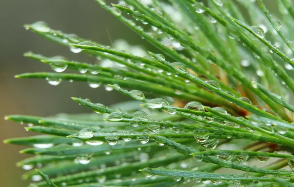 Water, drops, pine, twig