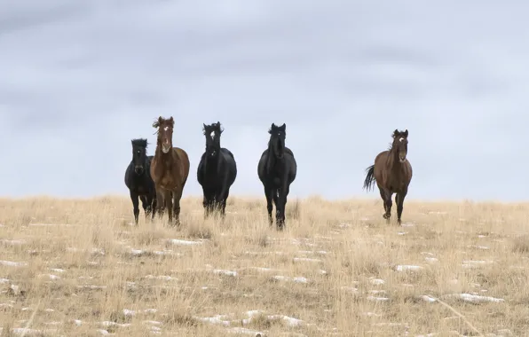 Field, clouds, wild horses