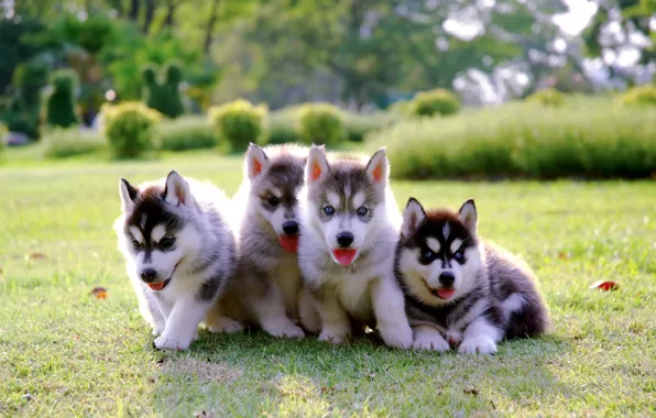 Park, puppies, kids, lawn, puppy, husky, dog, park