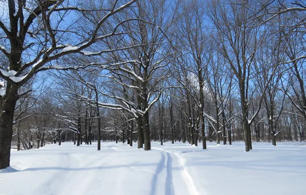 Sunny day, in the winter, in Dubrava