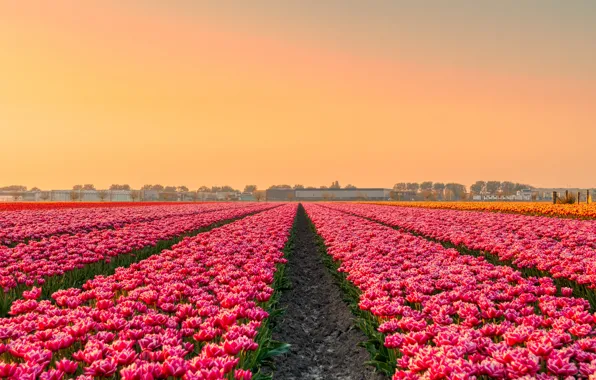 Field, flowers, spring, tulips, pink, Netherlands, plantation, great