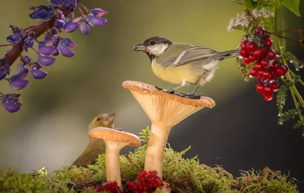 Picture flowers, birds, nature, berries, mushrooms, moss, Tits