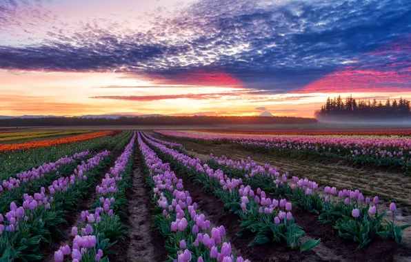 Forest, sunset, flowers, dawn, spring, dal, tulips, haze