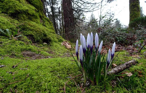 Picture forest, spring, crocuses