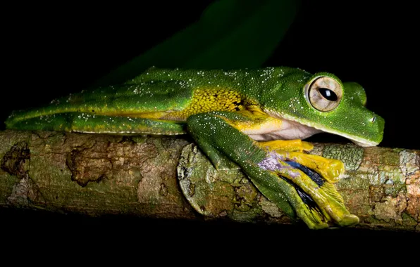 Animals, macro, sprig, frog, stem, profile, black background, sitting