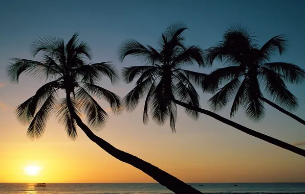 Picture sea, the sky, the sun, sunset, nature, palm trees