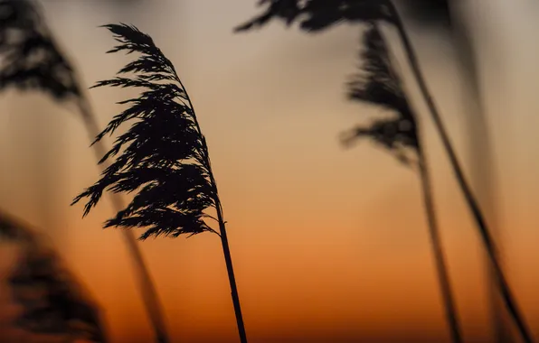The sky, sunset, nature, the wind, plant