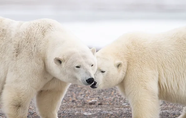 A couple, Polar bears, two bears, Polar bears