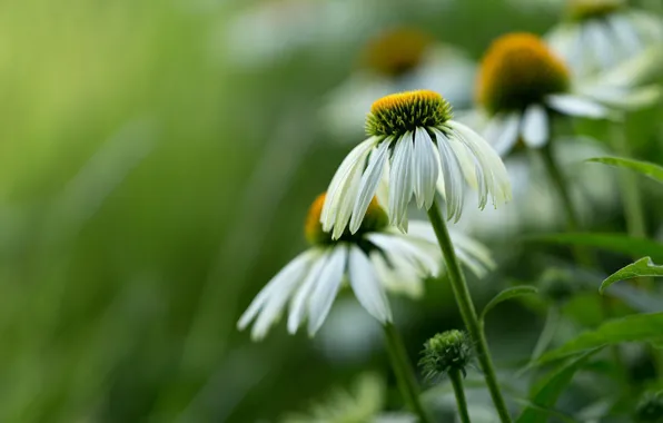 Macro, petals, white, bokeh, Echinacea