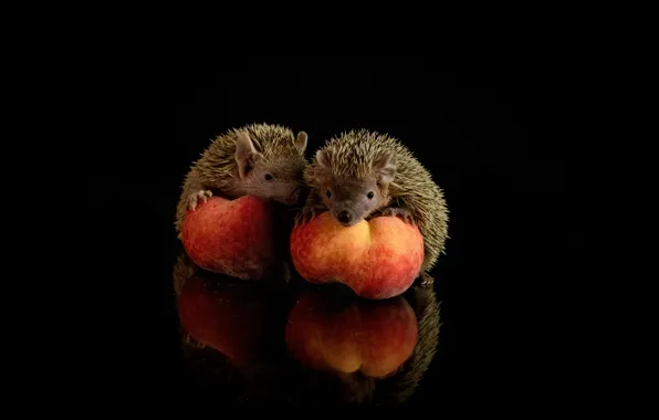 Look, reflection, muzzle, hedgehog, fruit, black background, a couple, peaches