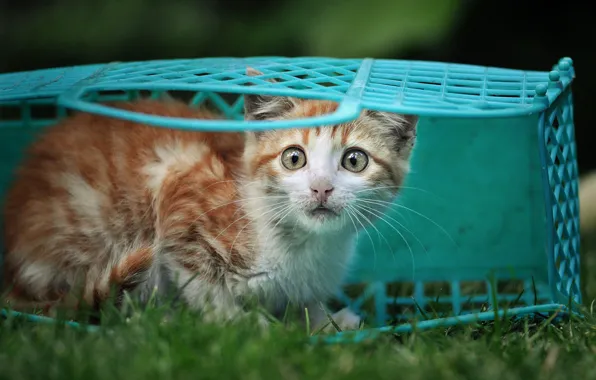 Grass, look, basket, red, kitty, blue, scared