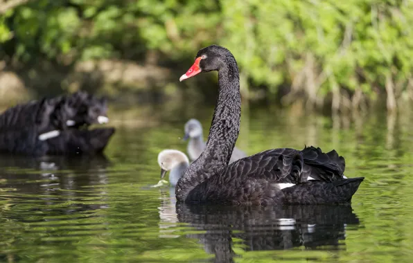 Picture bird, swans, pond, ©Tambako The Jaguar