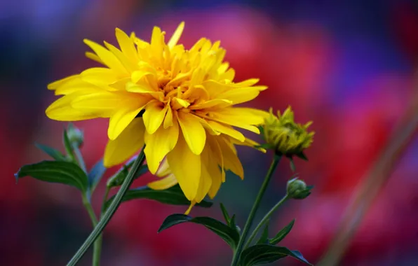 Picture macro, nature, petals