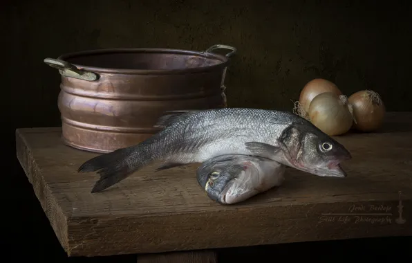 Fish, bow, still life, Taz