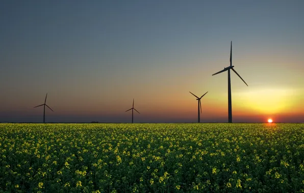 Picture field, the sky, the sun, landscape, sunset, flowers, the evening, horizon