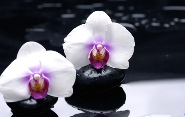 Flowers, reflection, stones, white, orchids, black, smooth