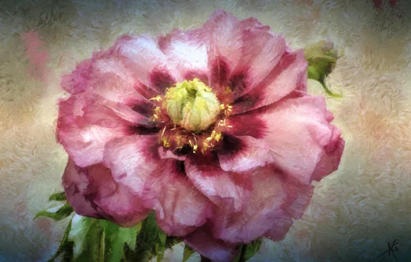 Texture, petals, peony