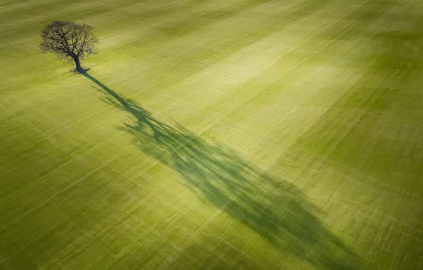 Picture field, light, tree, shadow