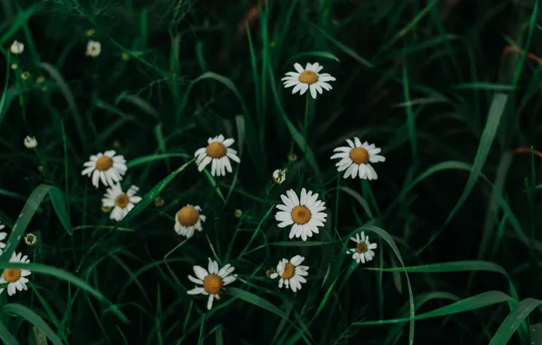 Nature, Grass, Plant, Daisy, Plants, Nature, Beautiful, Flora