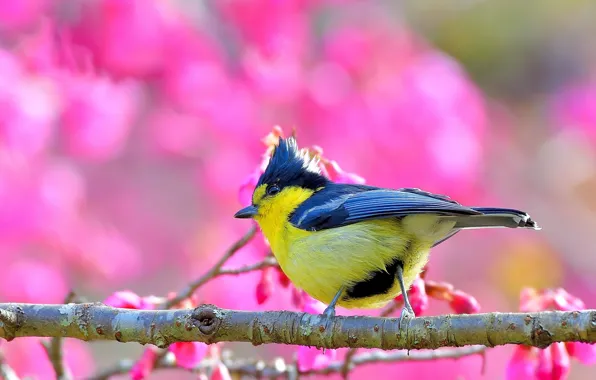 Flowers, bird, branch, spring, pink background, flowering, bokeh, tit